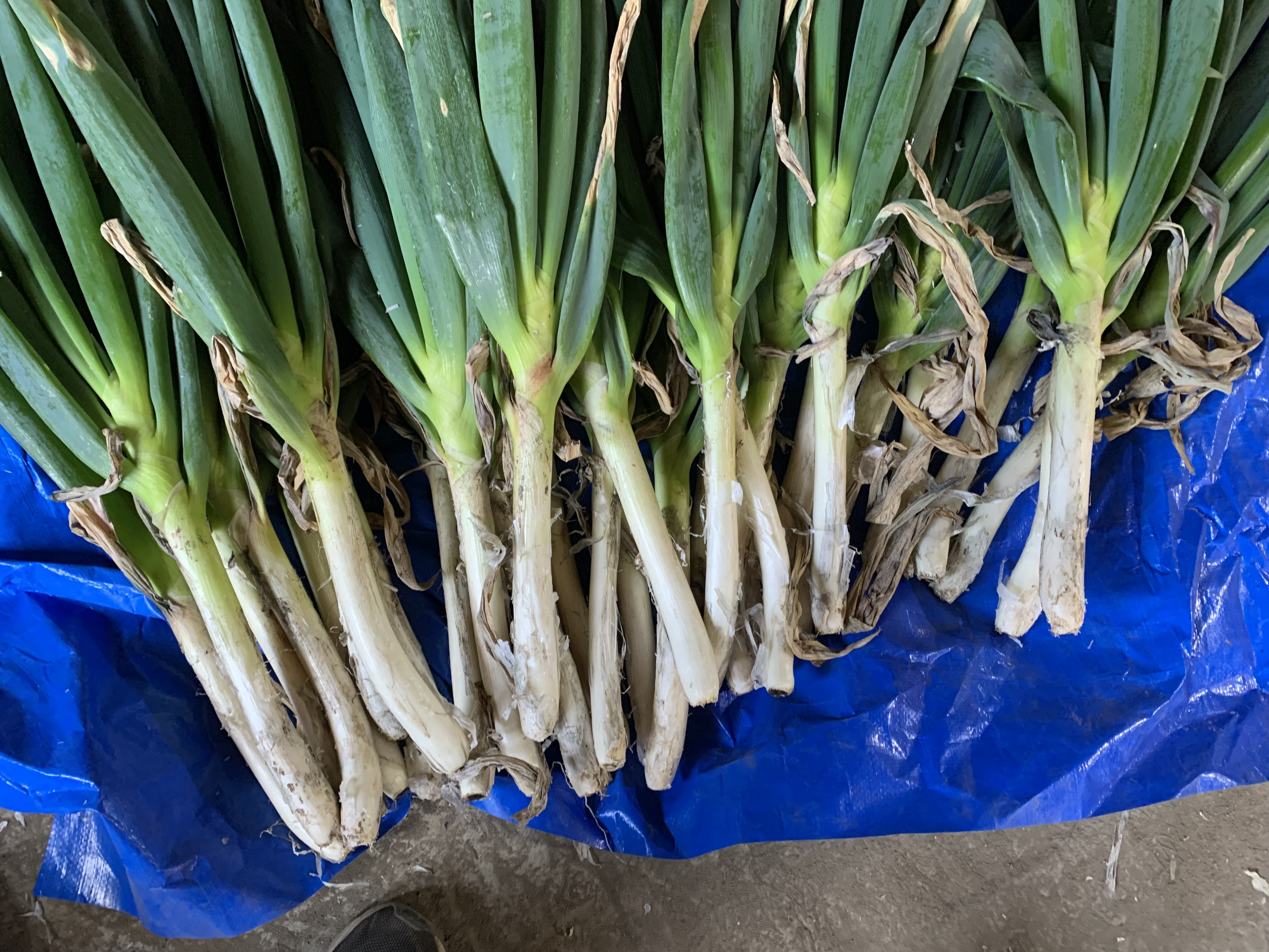 群馬県産長ネギ【1kg・5本〜7本】